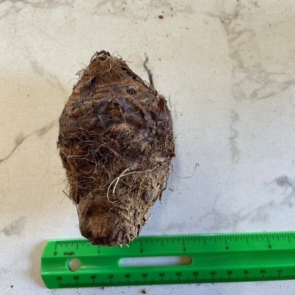 UPRIGHT ELEPHANT (Small Baby ) EAR BULB - Picture 5 of 5